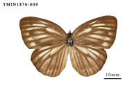 藏品(黑脈粉蝶)的圖片